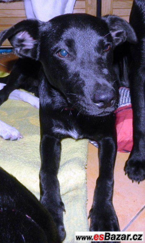 TANGO - Labradorský retrívr x-štěně – fotografie 2