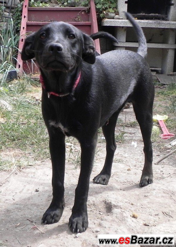 TANGO - Labradorský retrívr x-štěně – fotografie 3