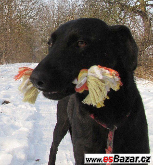 PATRON - Labradorský retrívr x  – fotografie 1