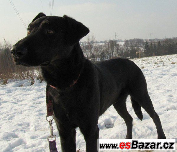 PATRON - Labradorský retrívr x  – fotografie 2