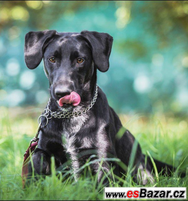 Leopold - labradorský retrívr  – fotografie 1