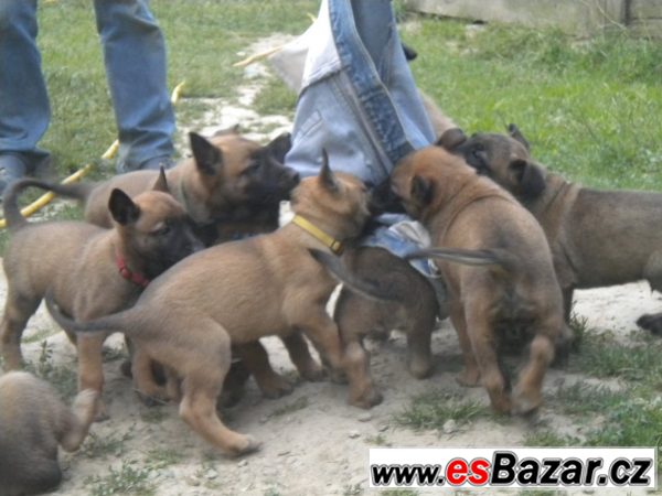 Malinois – fotografie 1