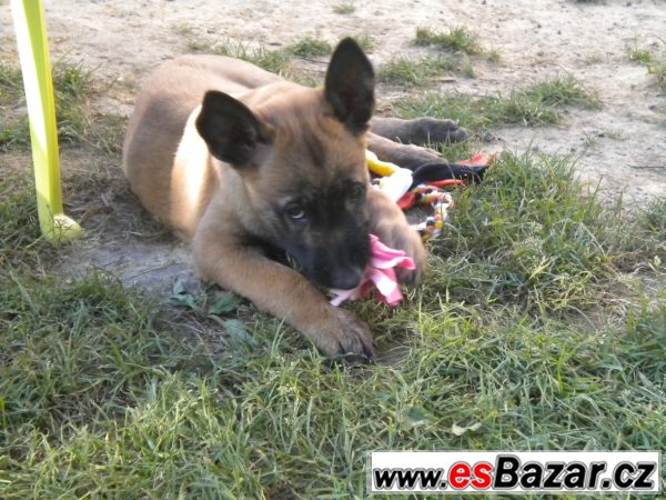 Malinois – fotografie 2