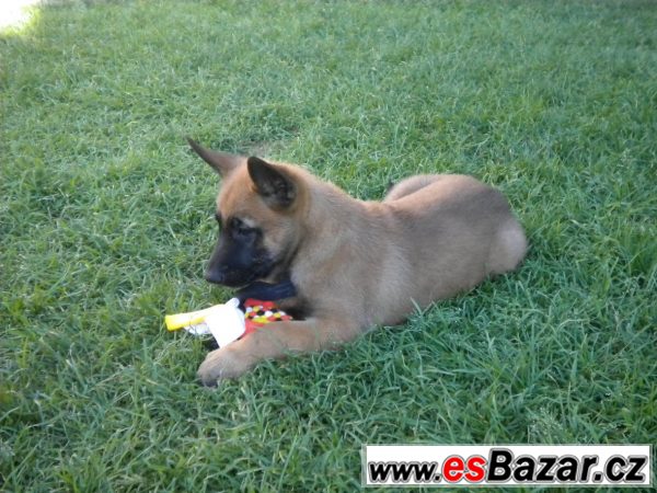 Malinois – fotografie 3