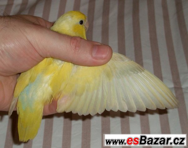 Papoušíček Šedokřídlý#Brýlatí – fotografie 5