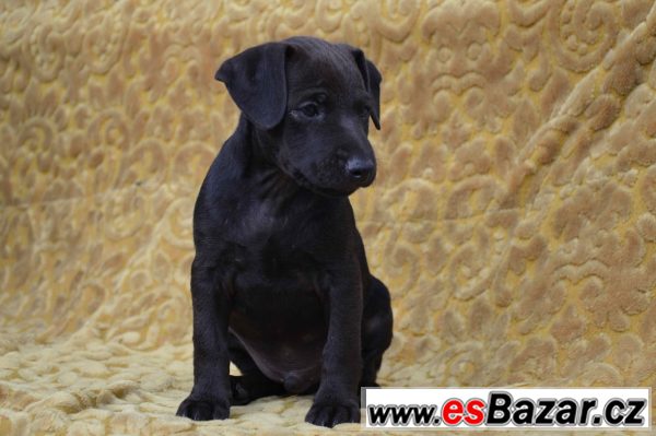 Patterdale teriéra  – fotografie 1