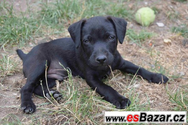 Patterdale teriéra  – fotografie 2