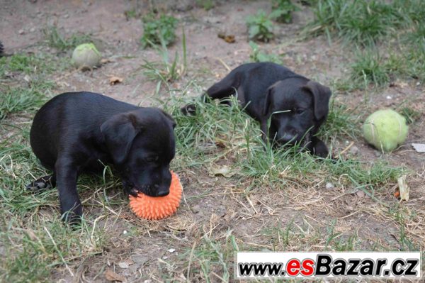 Patterdale teriéra  – fotografie 4