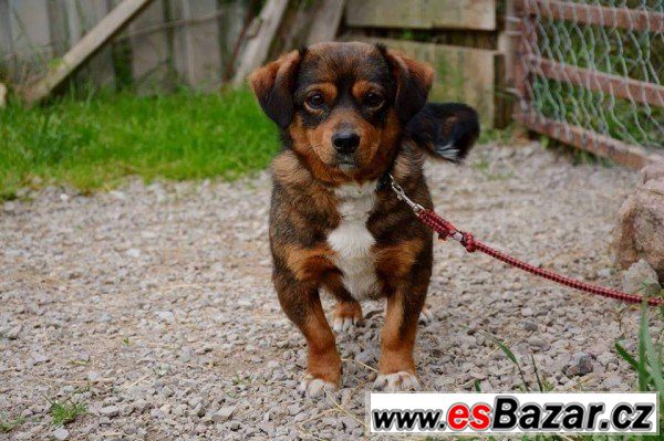 LOLA - Kříženec malý - fena – fotografie 2