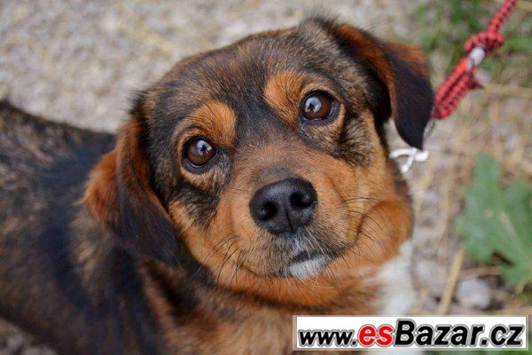 LOLA - Kříženec malý - fena – fotografie 3