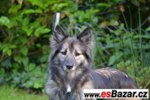 VENDULKA - Belgický ovčák x - fena – fotografie 3