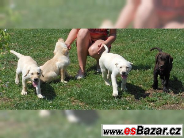 Labrador retriever štene s PP – fotografie 2