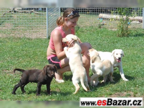 Labrador retriever štene s PP – fotografie 3