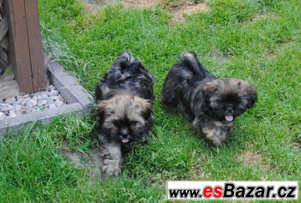 Lhasa apso štěňata – fotografie 1