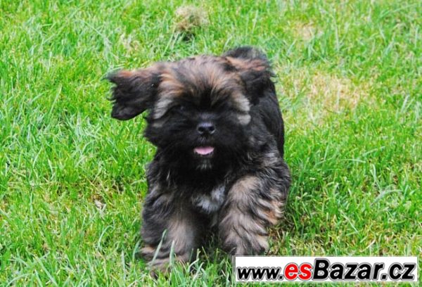 Lhasa apso štěňata – fotografie 2