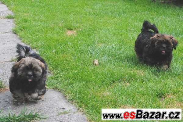 Lhasa apso štěňata – fotografie 5