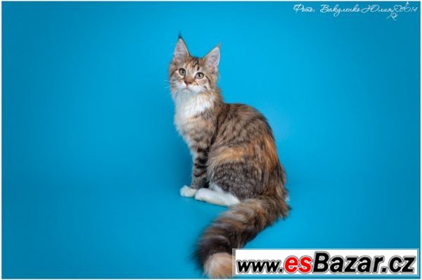 Mainská mývalí - prodej – fotografie 5