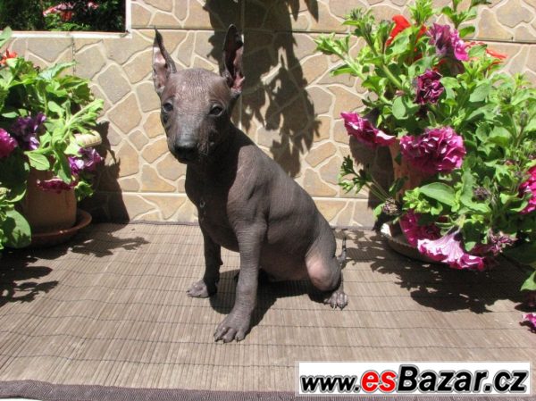 Xoloitzquintle -mexický naháč s PP – fotografie 4