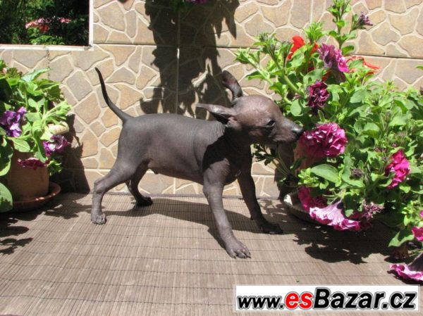 Xoloitzquintle -mexický naháč s PP – fotografie 5