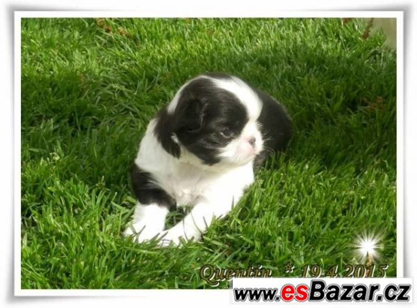 Miminka plemene japan chin – fotografie 2