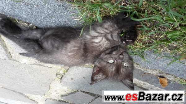 Nabízím krásnou kočičku – fotografie 1