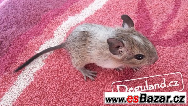 Strakatý osmák degu z Deguland – fotografie 3
