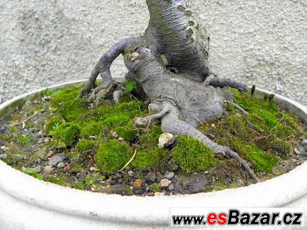 Prodám bonsaje – fotografie 5