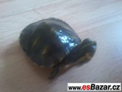 Prodám želvu žlutolící