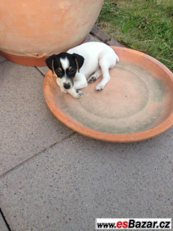 Prodám štěně Jacka Russell teriéra – fotografie 1