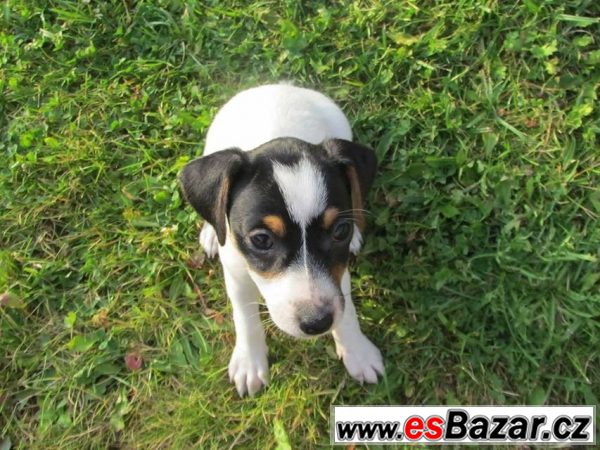 Prodám štěně Jacka Russell teriéra – fotografie 2