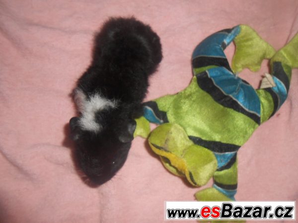 Morče - sameček crested skinny gen  – fotografie 2