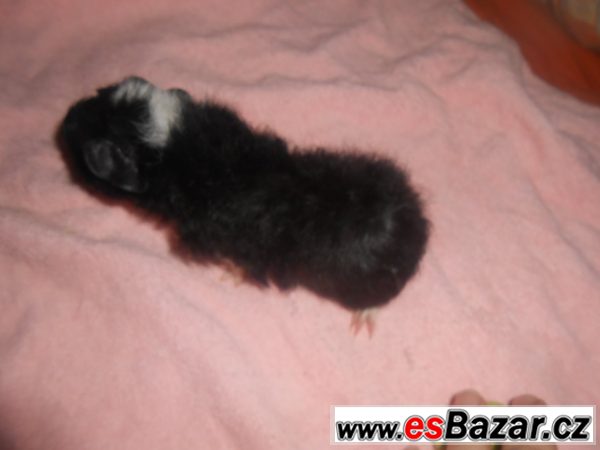 Morče - sameček crested skinny gen  – fotografie 4
