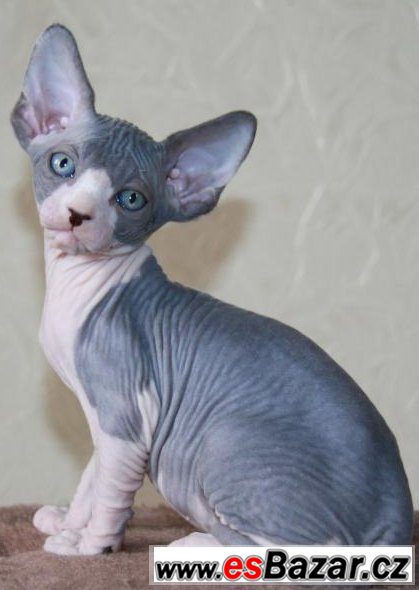 Sphynx  kočička – fotografie 1