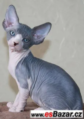 Sphynx  kočička