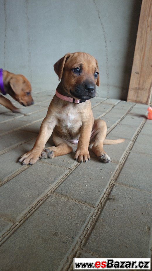 Rhodéského Ridgebacka – fotografie 1