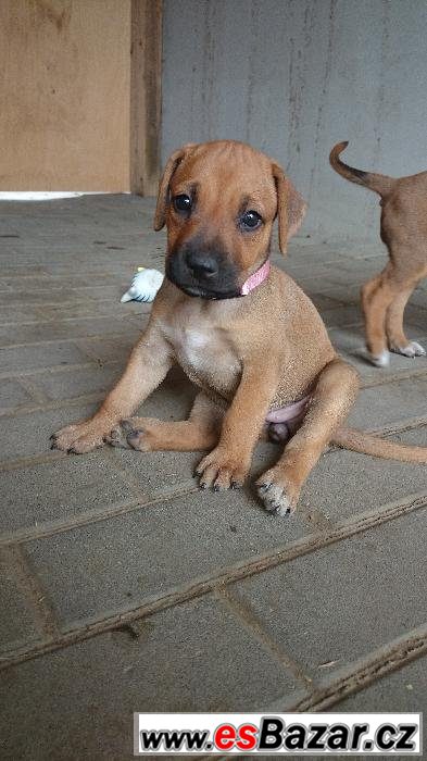 Rhodéského Ridgebacka – fotografie 2