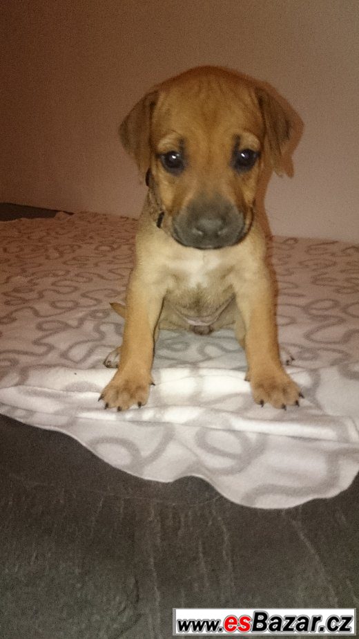 Rhodéského Ridgebacka – fotografie 3