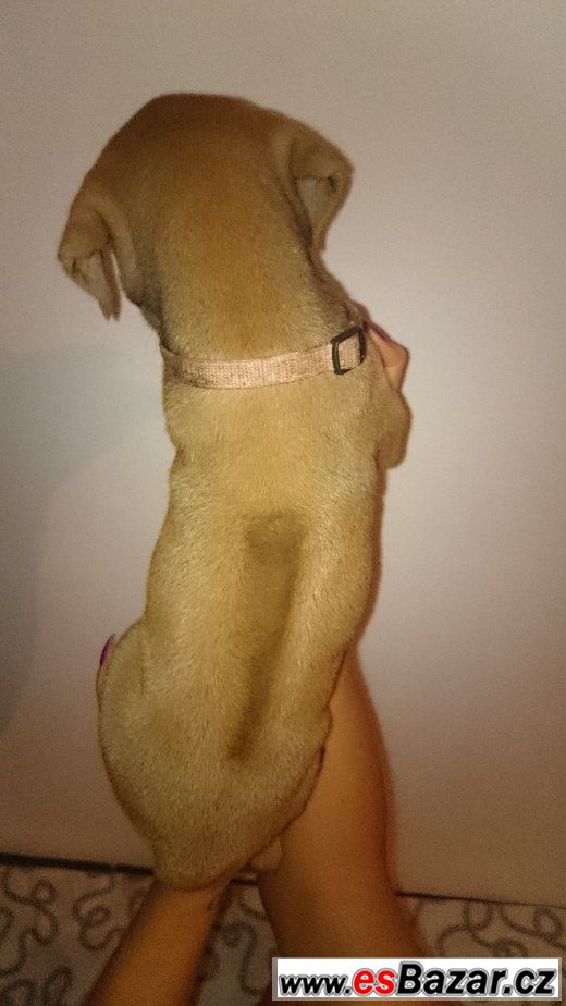 Rhodéského Ridgebacka – fotografie 4