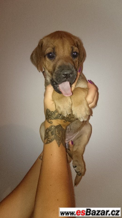 Rhodéského Ridgebacka – fotografie 6