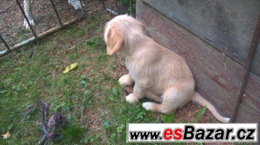  Labrador retrívr – fotografie 2