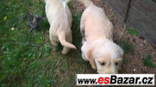  Labrador retrívr – fotografie 3