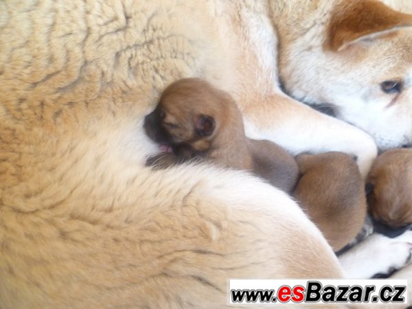 štěnátka Shiba-Inu – fotografie 2