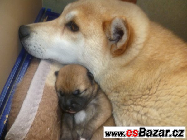 štěnátka Shiba-Inu – fotografie 3