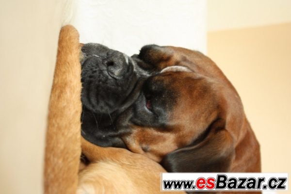 Krytí - německý boxer – fotografie 4