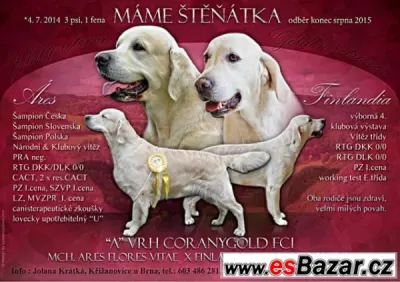 Prodám štěňata zlatých retrieverů