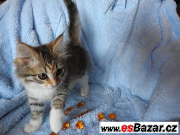 Sibiřská kočka Barborka – fotografie 3