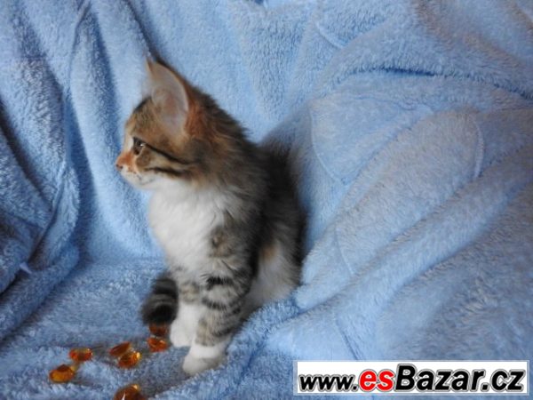Sibiřská kočka Barborka – fotografie 4
