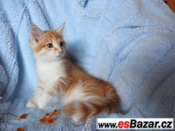 Sibiřský kocour Barnabáš  – fotografie 3