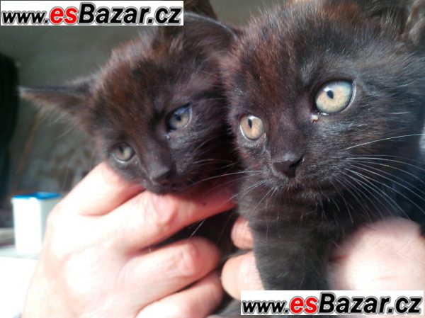 Daruji kote z Brna – fotografie 1
