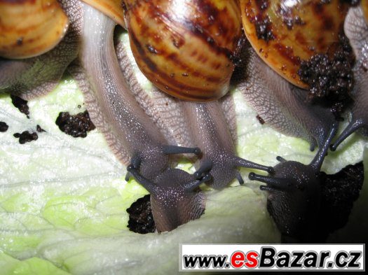 A. achatina Ghana – fotografie 1